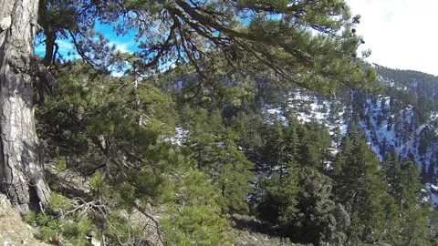 Aerial shot of forest with camera passing through tree branches Stock Footage 132482639