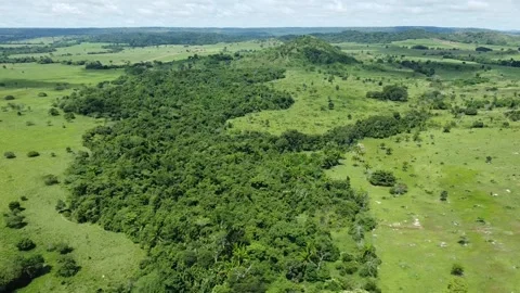 Aerial shot of the forest canopy Video stock 234224649