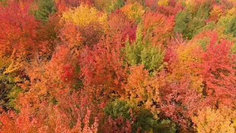 Aerial shot of forest in fall displaying amazing red and pink colors Stock Footage 119217768