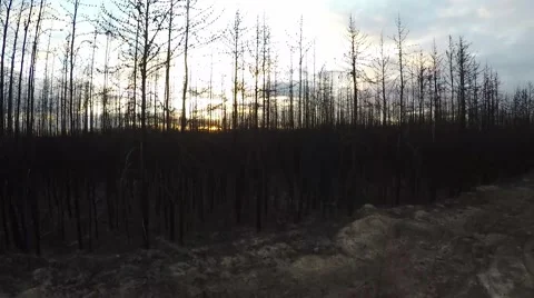 Aerial shot of forest fire aftermath Stock Footage 55059648