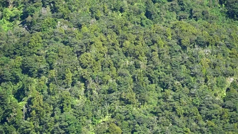 Aerial shot of forest Stock Footage 76430879