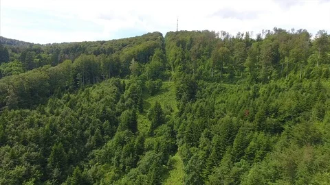 Aerial shot of the forest 動画素材 91074332