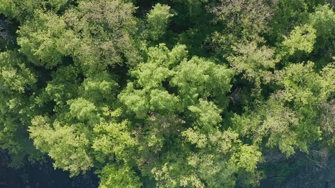 Aerial shot of the forest. Stock Footage 111602355
