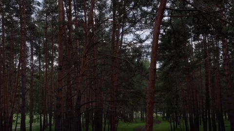 Aerial shot in the forest. 스톡 동영상 112095797