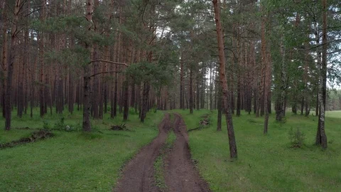 Aerial shot in the forest. 스톡 동영상 112096565