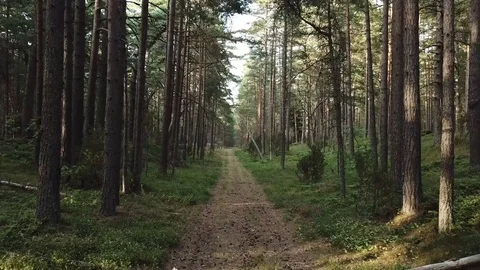 Aerial shot in forest Stock-Footage 124360357
