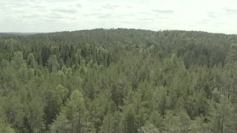 Aerial shot of forest Stock Footage 169017429