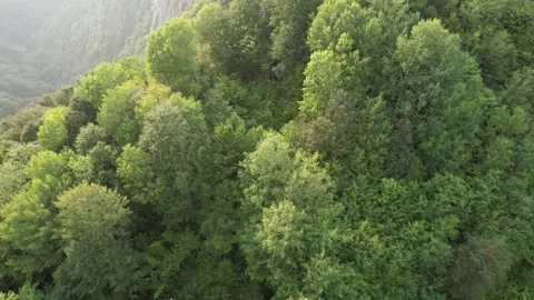 Aerial shot forest Stock Footage 210760514