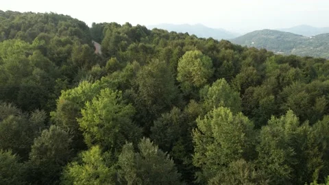 Aerial shot forest Stock Footage 212227158