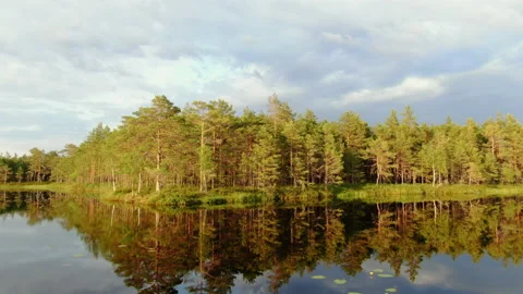 Aerial shot of forest lake and trees Stock Footage