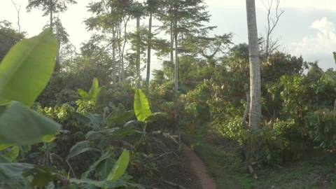 Aerial shot in the forest with palm trees, trees and light flare, in Ivory Coast Stock Footage 221497272