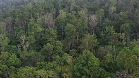 Aerial Shot of Forest Trees Stock Footage 205842877
