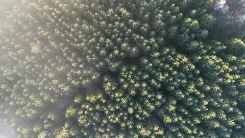 Aerial Shot of Forest Treetops in Winter at Sunrise Stock Footage