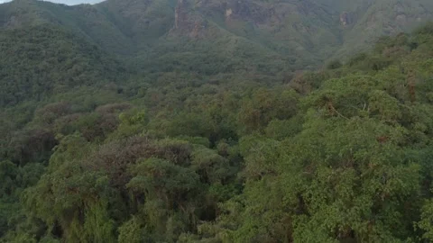 Aerial shot that goes deep into the forest, in Ethiopia Stock Footage 200274460