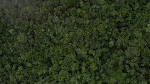 Aerial shot of going down to rainforest vegetation in Tres Picos State Park Video stock 251051467