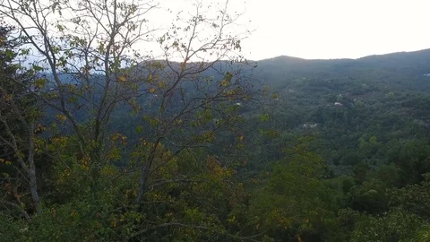 Aerial shot going up in front of the tree with the gorgeous nature. Video stock 71784079
