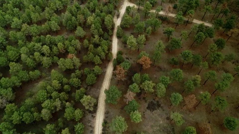 Aerial shot of gravel road in mountain forest Stock Footage