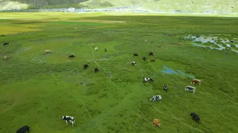 Aerial Shot of Green Flat Meadow Scattered Cattle Horse Small Pond in Inner Stock Footage 337979565