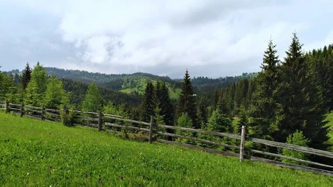 Aerial shot of green forest Stock Footage