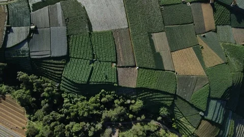 Aerial shot of green patch fields with vegetables in the mountains of Java, Indo Stock Footage 260823830