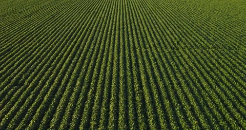 Aerial shot of green soybean field at agricultural farm. Stock Footage