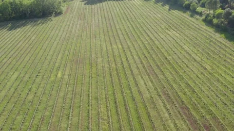 Aerial shot of green vineyard in spring in the French countryside Stock Footage 240963455