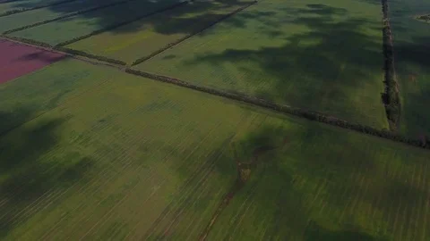 Aerial shot of green wheat fields with cloudy sky and Shadows from the clouds Stock Footage 75435382