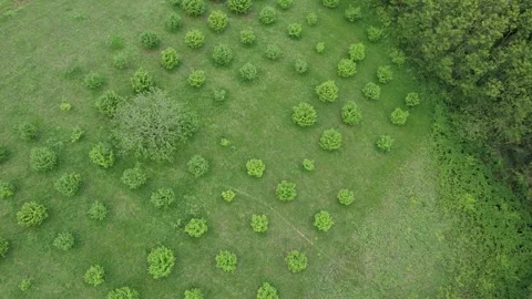 Aerial shot hazelnut trees Video stock 247277327