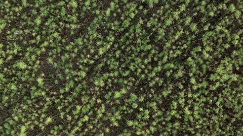 Aerial shot of hemp field Stock Footage