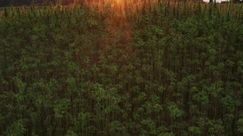 Aerial shot of hemp field Stock Footage 144138448