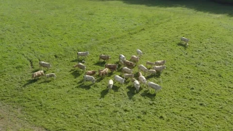 Aerial shot of a herd of beef cattle in a lush green field in the Gers, France Stock Footage 344135651