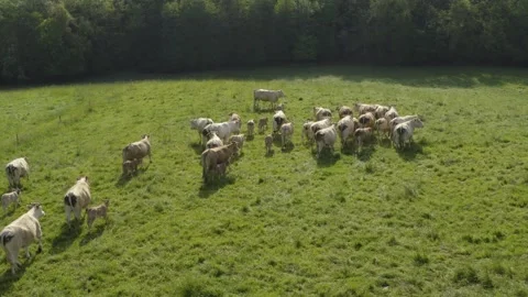 Aerial shot of a herd of beef cattle in a lush green field in the Gers, France Stock Footage 344135733