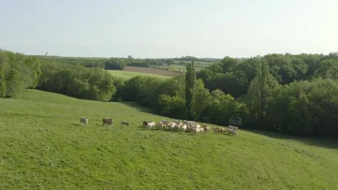 Aerial shot of a herd of beef cattle in a lush green field in the Gers, France Stock Footage 344135836