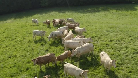 Aerial shot of a herd of beef cattle in a lush green field in the Gers, France Stock Footage 344135881