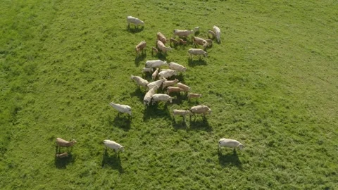 Aerial shot of a herd of beef cattle in a lush green field in the Gers, France Stock Footage 344135961