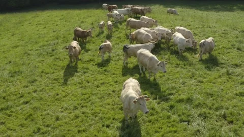 Aerial shot of a herd of beef cattle in a lush green field in the Gers, France Stock Footage 344135980