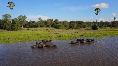 Aerial Shot A Herd Of Buffalo In A Wetland Stock Footage