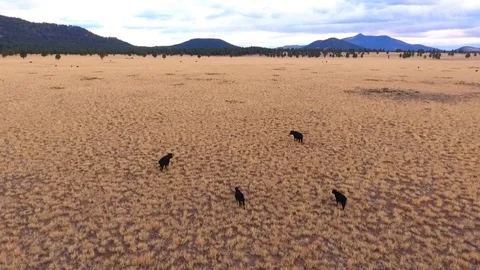 Aerial shot - Herding cows with a drone Stock Footage 81252956