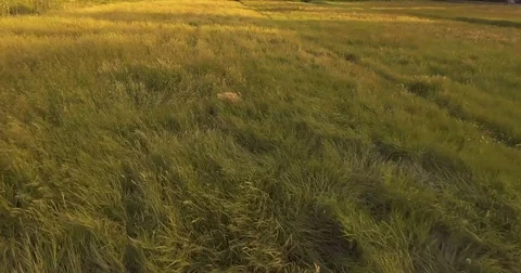Aerial shot, high grass moving in the golden sunset light in the field, 4K 스톡 동영상 80914567