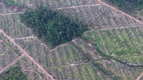 Aerial shot highlights forest patch adjacent to plowed fields Stock Footage 337729576