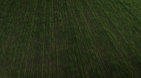 Aerial Shot of Impressive Large Scale Green Agricultural Fields in Bright Sunny  Video stock 64679990