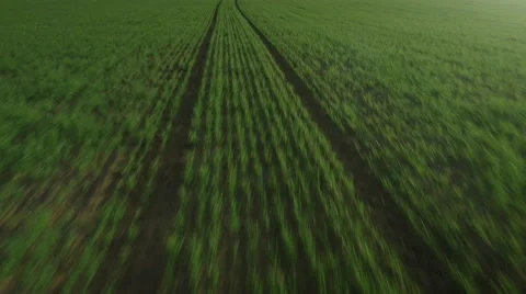 Aerial Shot of Impressive Large Scale Green Agricultural Fields in Bright Sunny  Stock Footage 64680077