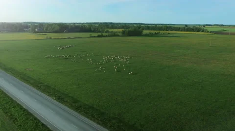 Aerial Shot of Impressive Large Scale Green Agricultural Fields in Bright Sunny  Stock Footage 64680090