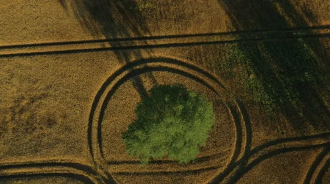 Aerial Shot of Impressive Large Scale Agricultural Fields in Sunset Light Stock Footage 64938980