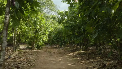 Aerial shot inside a cocoa field with flourishing cocoa trees, in Ivory Coast Stock Footage 220791329
