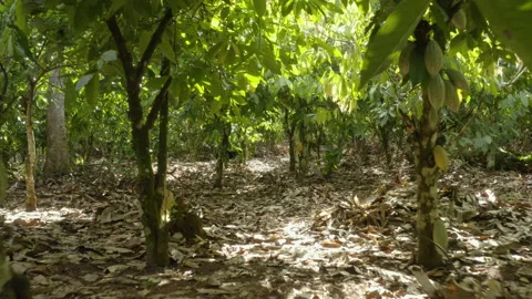 Aerial shot inside a cocoa field with flourishing cocoa trees, in Ivory Coast Stock Footage 220791566
