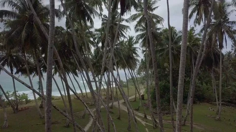 Aerial shot of inside coconut trees in tropical area Stock Footage 113747246