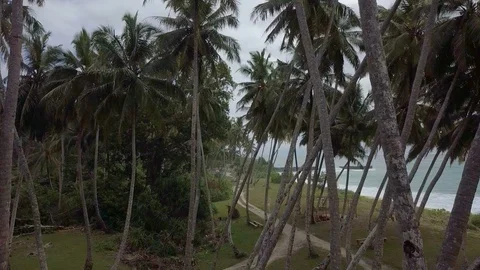 Aerial shot of inside coconut trees in tropical area Stock Footage 113747335