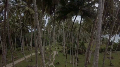 Aerial shot of inside coconut trees in tropical area Stock Footage 113747523
