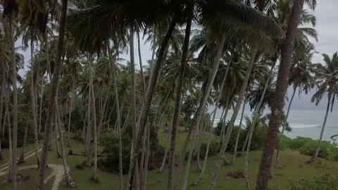 Aerial shot of inside coconut trees in tropical area Stock Footage 113747539